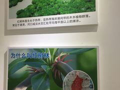 -东寨港红树林旅游区