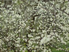 -桤木河湿地公园