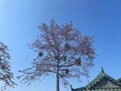 -宝墨园景区