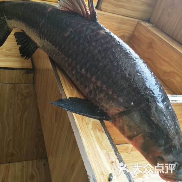 冉瑜鱼庄青龙棒鱼图片-北京其他中餐-大众点评网