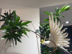 -孟礼旗袍西装礼服定制