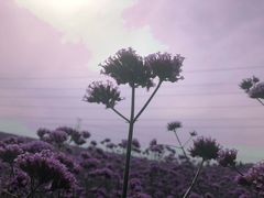 -紫颐香薰山谷景区