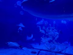 -烟台海昌鲸鲨海洋公园