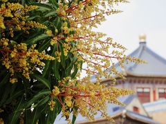 -广州中山纪念堂