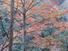 -楠溪江风景名胜区