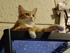 -逃脱反斗城沉浸剧情密室(北京路店)