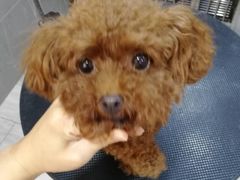 -悠尼宠物·独立低压伊珊娜洗护·美容·寄养(兰谷路店)