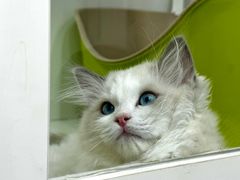 -青奢宠物·青奢猫舍