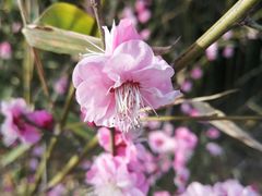 -洛阳市隋唐城遗址植物园