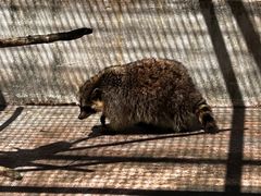 -J Create城市露营咖啡·简餐·宠物(上海动物园店)