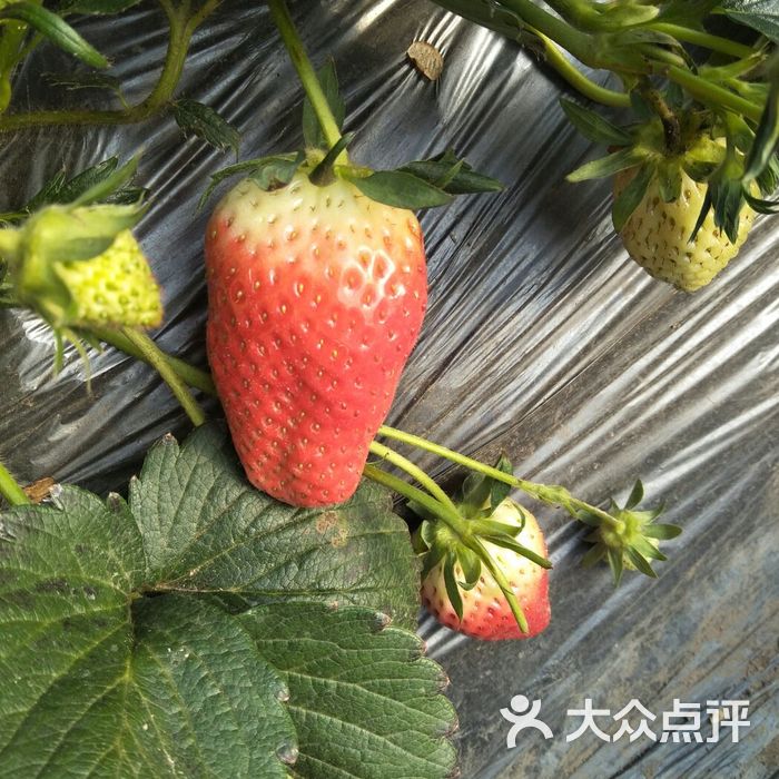 潘家有机富硒草莓采摘园