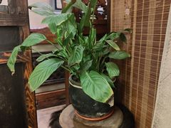 -慢丽江·云南野生菌土鸡锅(西山店)