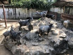 -深圳野生动物园