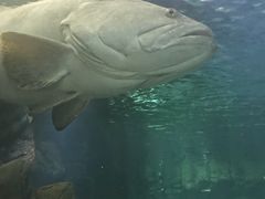 -悉尼海洋生物水族馆