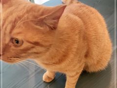 -喵屿·大理花园猫咖