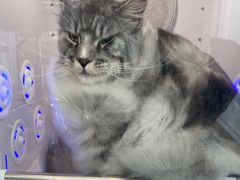-爱洗澡的猫(望京店)
