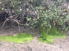 -北海金海湾红树林生态旅游区