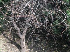 -秦始皇帝陵博物院-丽山园