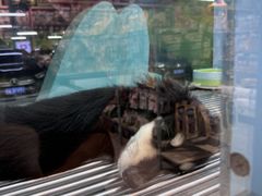 -FAELING PETS美天灵宠物(合生汇店)