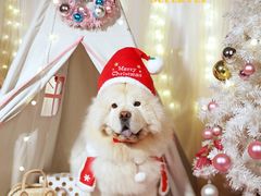 -超宠爱宠物摄影-Super pet