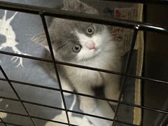 -欣宠猫屋·矮脚拿破仑·蓝金金渐层