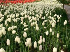 -时光花园(白鹭洲店)