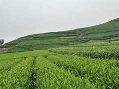 -龙坞茶村