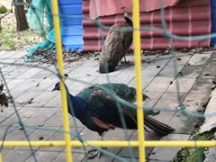 -丽泽山庄·生态怀柔菜·虹鳟鱼(红螺寺店)