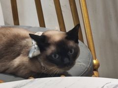 -藏猫猫咖啡主题馆(中央大道店)