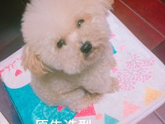 -八公叔叔宠物美容连锁(春申店)