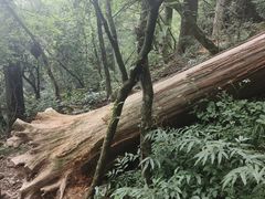 -天目山大树王景区