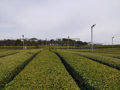 -雪绿茶博物馆