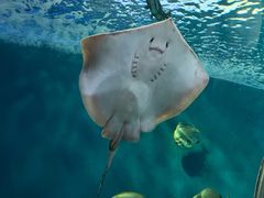 -上海海洋水族馆