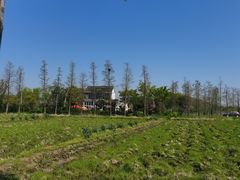 -广富林郊野公园