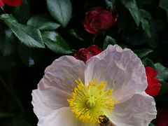 -人民公园(罗湖区)