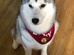 -Husky Go! 哈士奇体验馆·宠物咖啡厅狗咖