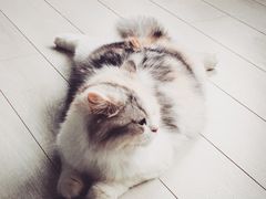 -喵的天空名猫咖啡馆·撸猫·猫舍·用品