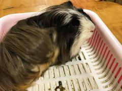 -藦茜花园宠物主题亲子互动体验馆(国顺东路店)