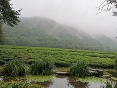 -中国茶叶博物馆(双峰馆区)