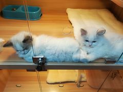 -猫十亿·布偶金渐层·曼基康矮脚猫舍(青年路店)