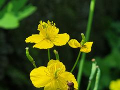 -黑龙江省森林植物园