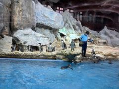 -帝企鹅自助餐厅•儿童岛•真企鹅(长隆企鹅酒店)