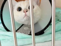 -格蕾宠物医院24H·猫科·肿瘤科·骨科中心(福州总院)