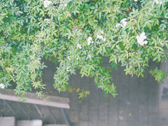 -四川大学(望江校区)