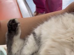 -创凡宠物医院·骨专科  猫科中心(西乡分院)