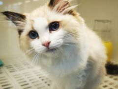 -lincat·猫舍(广州店)