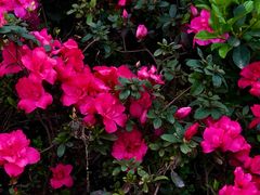 -花果园湿地公园