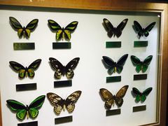 -上海昆虫博物馆