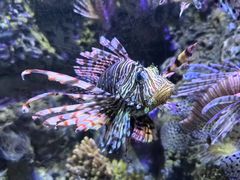 -太平洋海底世界