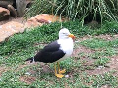 -费瑟代尔野生动物园